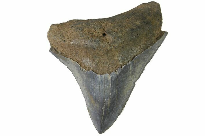 Serrated, Juvenile Megalodon Tooth - South Carolina #183067